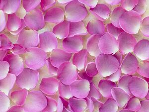 Large Group Of Pink Rose Petals