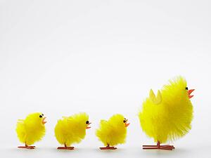 Family Of Easter Chicks