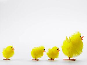 Family Of Easter Chicks
