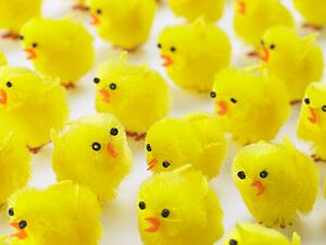 Abundance Of Easter Chicks