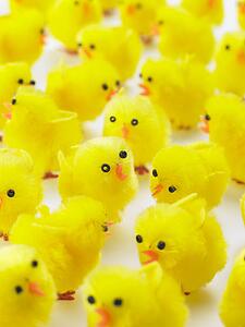 Abundance Of Easter Chicks