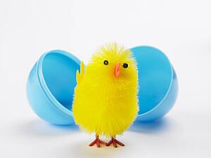 Easter Chick Hatching Out Of Egg