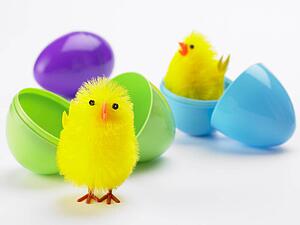 Easter Chicks Hatching Out Of Eggs
