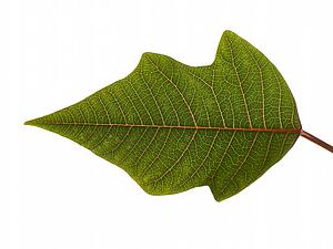 Studio Shot Of A Green Leaf