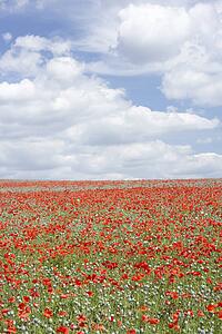 Poppies Stretching Across A Field