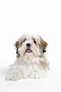 Lhasa Apso Lying Down
