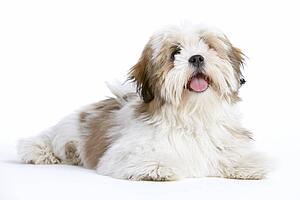 Lhasa Apso Dog Lying Down