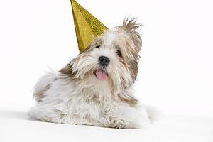 Lhasa Apso Dog Lying Down