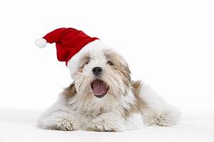 Lhasa Apso Dog Wearing Santa Hat