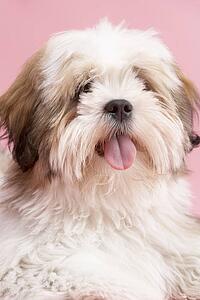 Close Up Of Lhasa Apso Dog