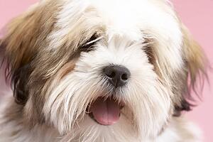 Close Up Of Lhasa Apso Dog