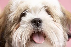 Close Up Of Lhasa Apso Dog