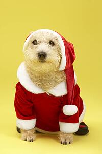 Small Dog In Santa Costume