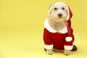 Small Dog In Santa Costume