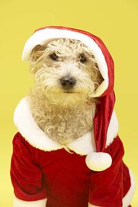 Small Dog In Santa Costume