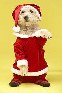 Small Dog In Santa Costume