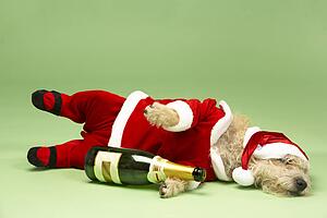 Samll Dog In Santa Costume Lying Down With Champagne Bottle