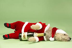 Samll Dog In Santa Costume Lying Down With Champagne Bottle