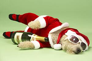 Samll Dog In Santa Costume Lying Down With Champagne and Shades