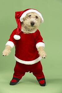 Samll Dog In Santa Costume