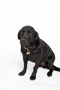Black Dog Sitting Down