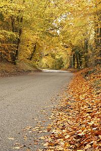 Country Road In Autumn