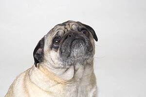 Portrait of a dog