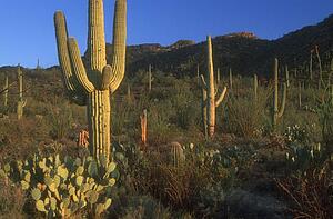 Different cacti