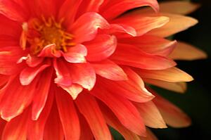 Beautiful blooms