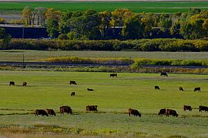 Herd of cows grazing