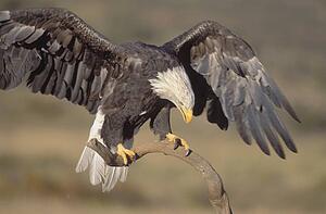 Bald eagle landing with wings spread