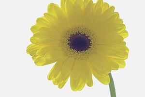 Single yellow Gerbera Daisy