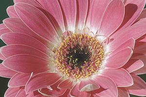 Close-up of a pink gerbera daisy