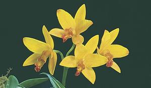 Yellow Orchids