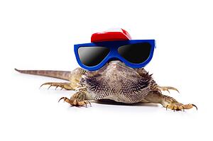 Bearded dragon in sunglasses and cap