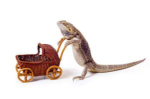 Bearded dragon pushing wicker baby carriage