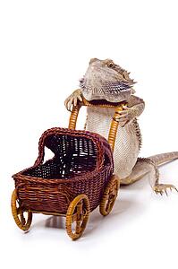 Bearded dragon pushing wicker baby carriage
