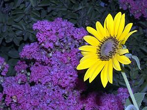 Sunflower