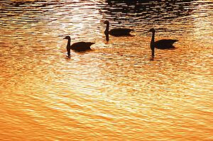 Silhouette of geese on water at sunset