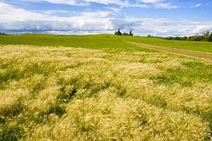 Rural landscape