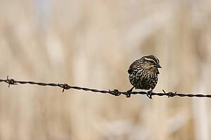 Bird on a wire