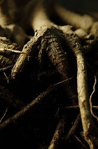Closeup of roots