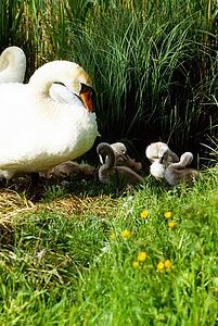 Swans and Cygnets