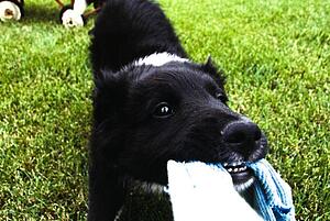 Puppy playing tug of war
