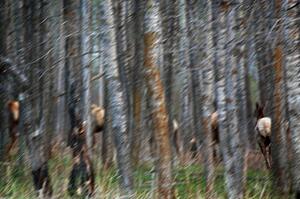 Elk in a forest