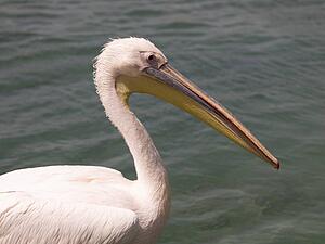 White pelican 