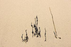 Seaweed in the sand