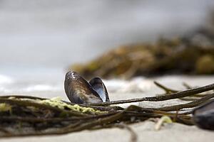 Clam shell