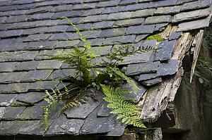 Fern growing on an old roof
