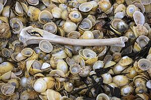 Bone on seashells